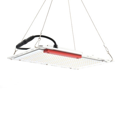 60Hz 100W ha condotto le luci progressive di verdure, luce progressiva dell'interno del bordo SMD5730 di Quantum