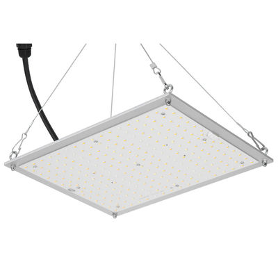 La coltura idroponica di RikoLite 100W 277vac ha condotto il bordo 167.3umol/S di Quantum delle luci progressive