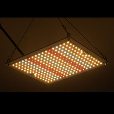 La coltura idroponica di RikoLite 100W 277vac ha condotto il bordo 167.3umol/S di Quantum delle luci progressive